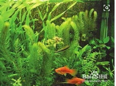 如何能讓魚缸的水經常清凈，如何正確給魚缸換水