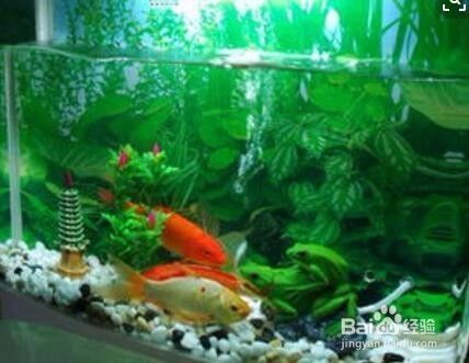 如何能讓魚缸的水經常清凈，如何正確給魚缸換水