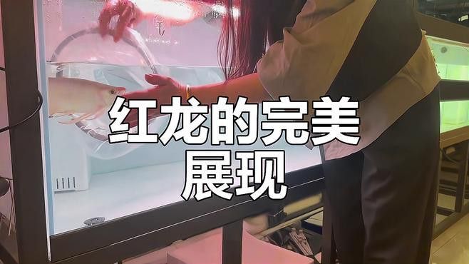 紅龍魚(yú)25公分顏色是怎么樣的