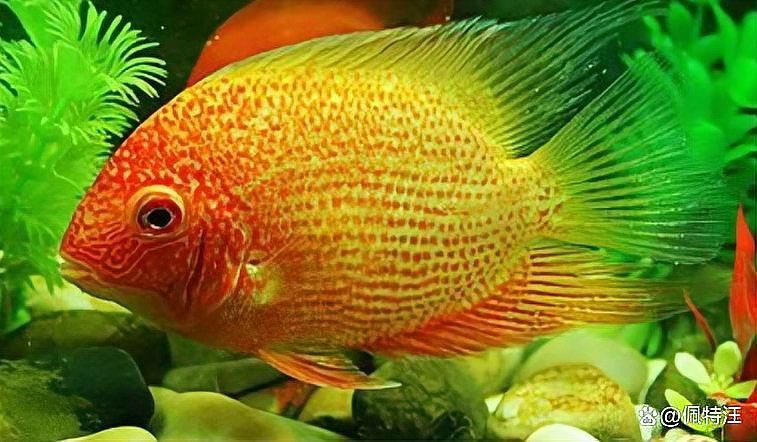 白子招財龍生長速度如何？