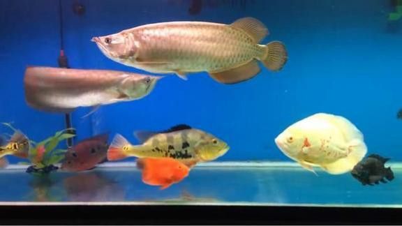 金龍魚大戰銀龍魚視頻在線觀看
