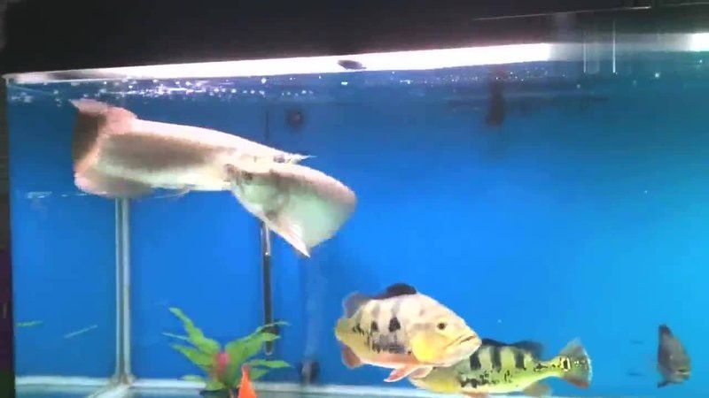 金龍魚大戰(zhàn)銀龍魚視頻在線觀看