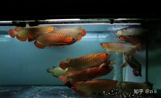 九龍魚缸要養什么龍魚呢視頻大全