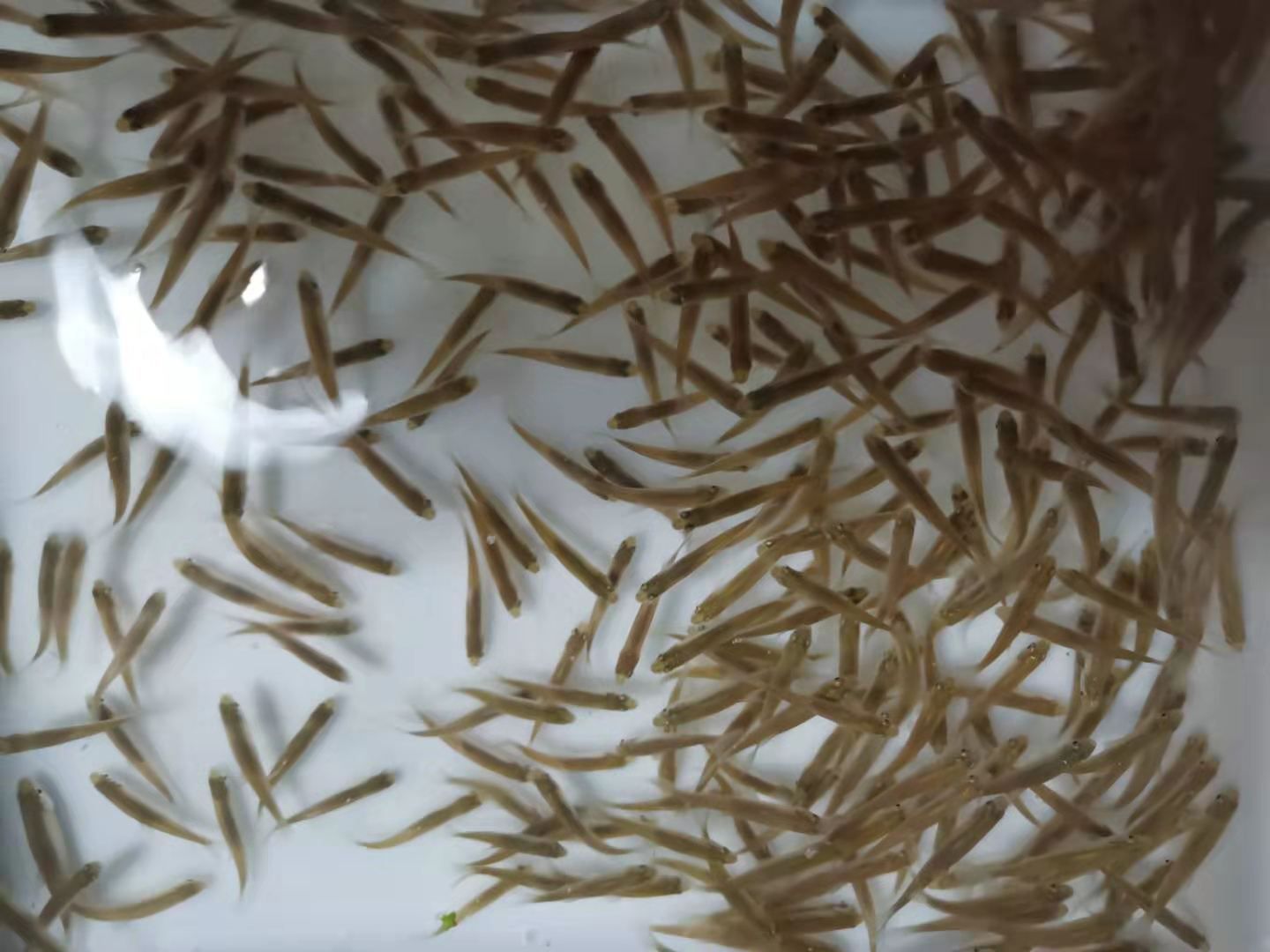 龍魚虎魚水溫多少度最好釣：龍魚和虎魚水溫多少度最好釣
