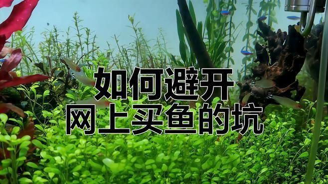 線上購買觀賞魚注意事項