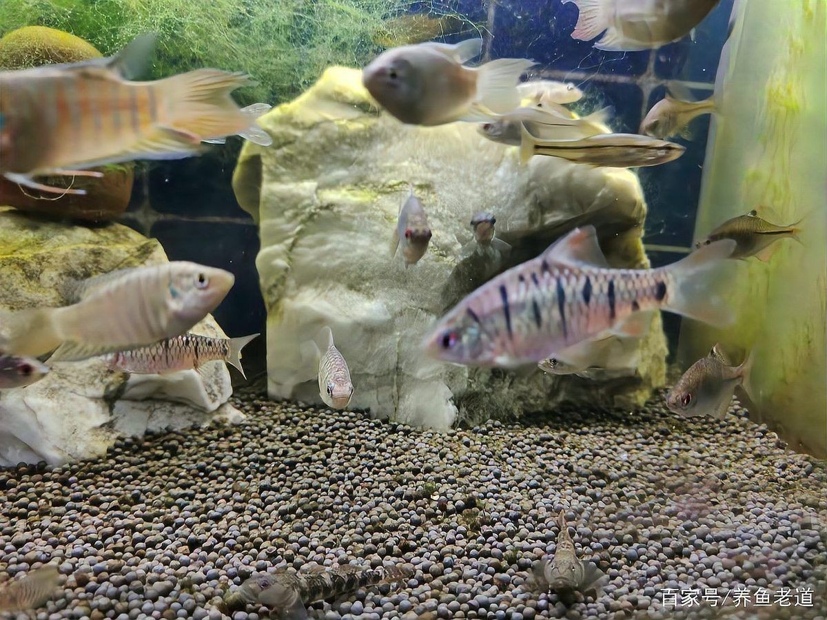 線上購買觀賞魚注意事項