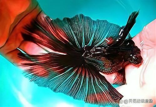 紅龍魚發(fā)色什么時(shí)間好：關(guān)于紅龍魚發(fā)色的一些關(guān)鍵階段