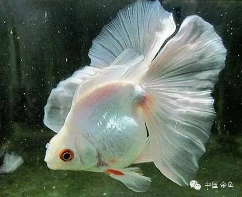 紅龍魚發色什么時間好：關于紅龍魚發色的一些關鍵階段