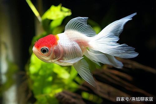 紅龍魚發色什么時間好：關于紅龍魚發色的一些關鍵階段