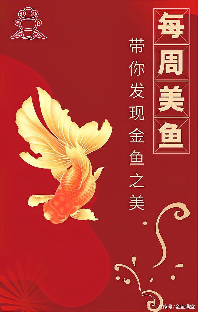 紅龍魚發色什么時間好：關于紅龍魚發色的一些關鍵階段