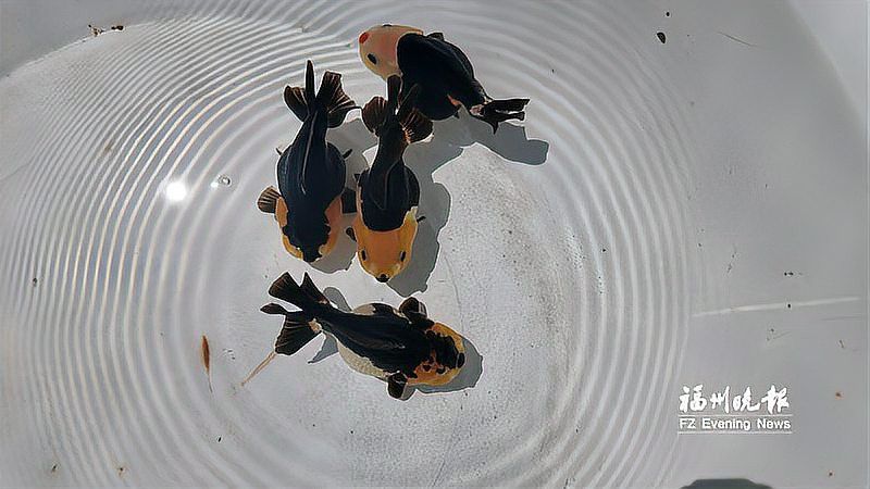 紅龍魚發色什么時間好：關于紅龍魚發色的一些關鍵階段