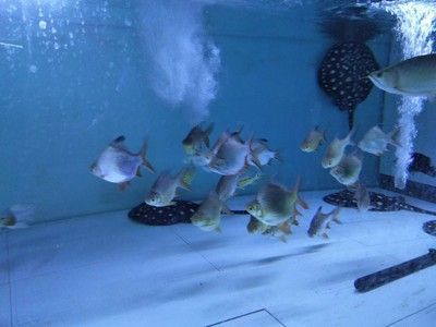 龍魚水族館名字（適合龍魚水族館的名字：金鱗龍魚館,御龍臻品水族館）