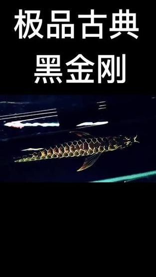 黑金剛龍魚圖片欣賞