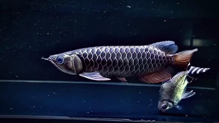黑金剛龍魚圖片欣賞