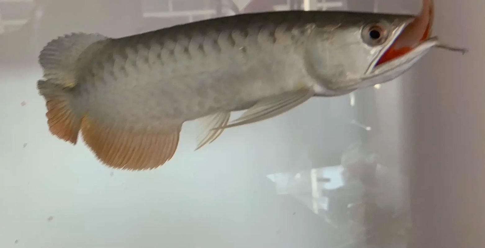 黑金剛龍魚圖片欣賞