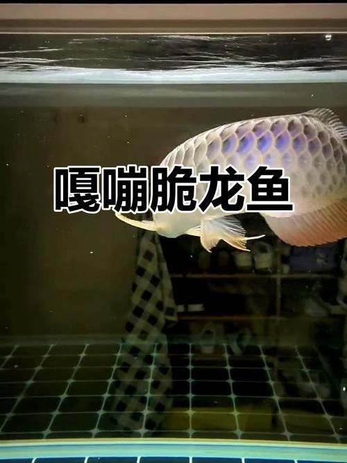黑金剛龍魚圖片欣賞
