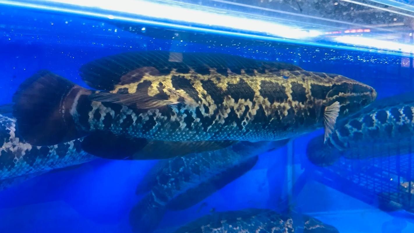 黑金剛龍魚圖片欣賞