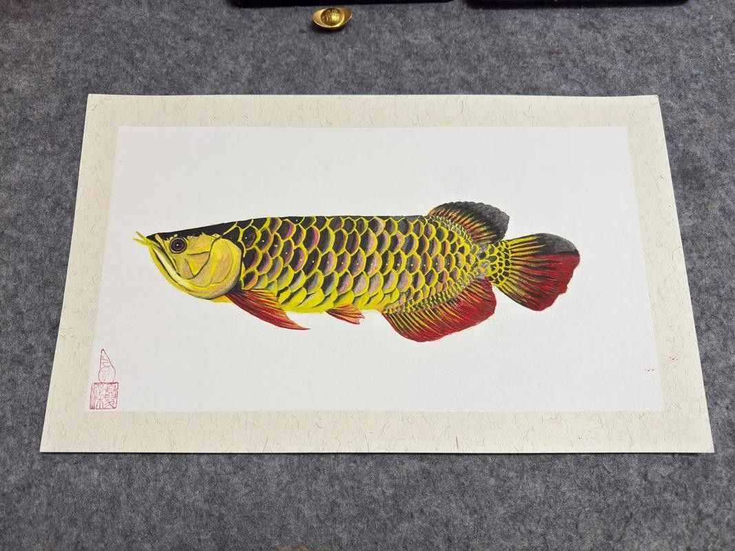 黑金剛龍魚圖片欣賞