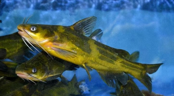 龍魚厲害嗎:龍魚的厲害之處 龍魚百科 第1張 龍魚厲害嗎:龍魚的厲害之處 龍魚厲害嗎:龍魚的厲害之處 龍魚百科 第1張