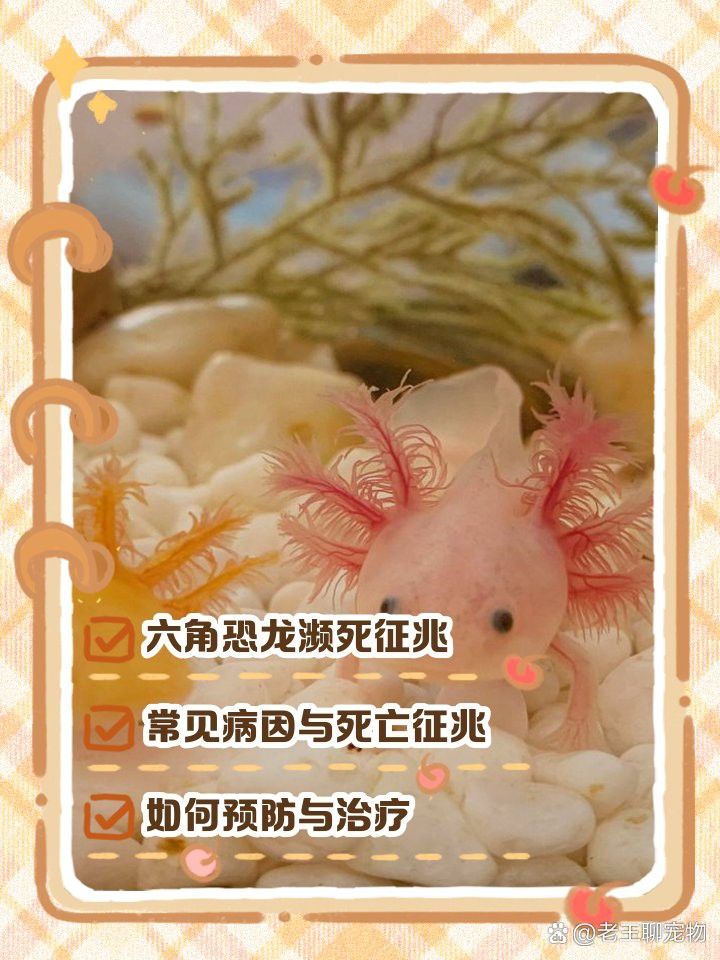 恐龍魚不吃東西能活幾天