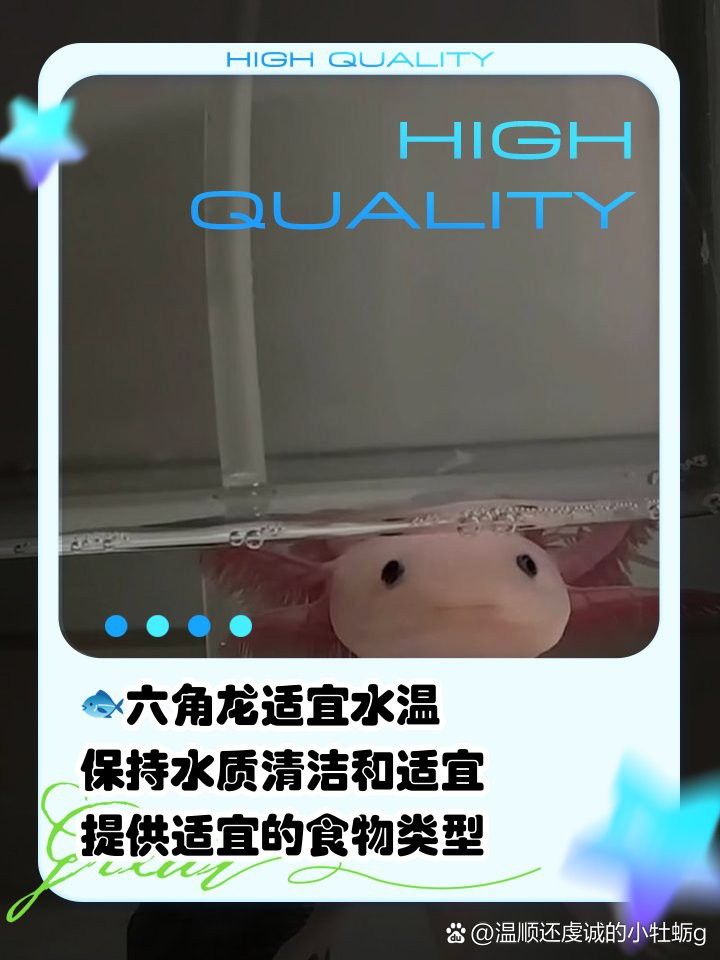 恐龍魚不吃東西能活幾天