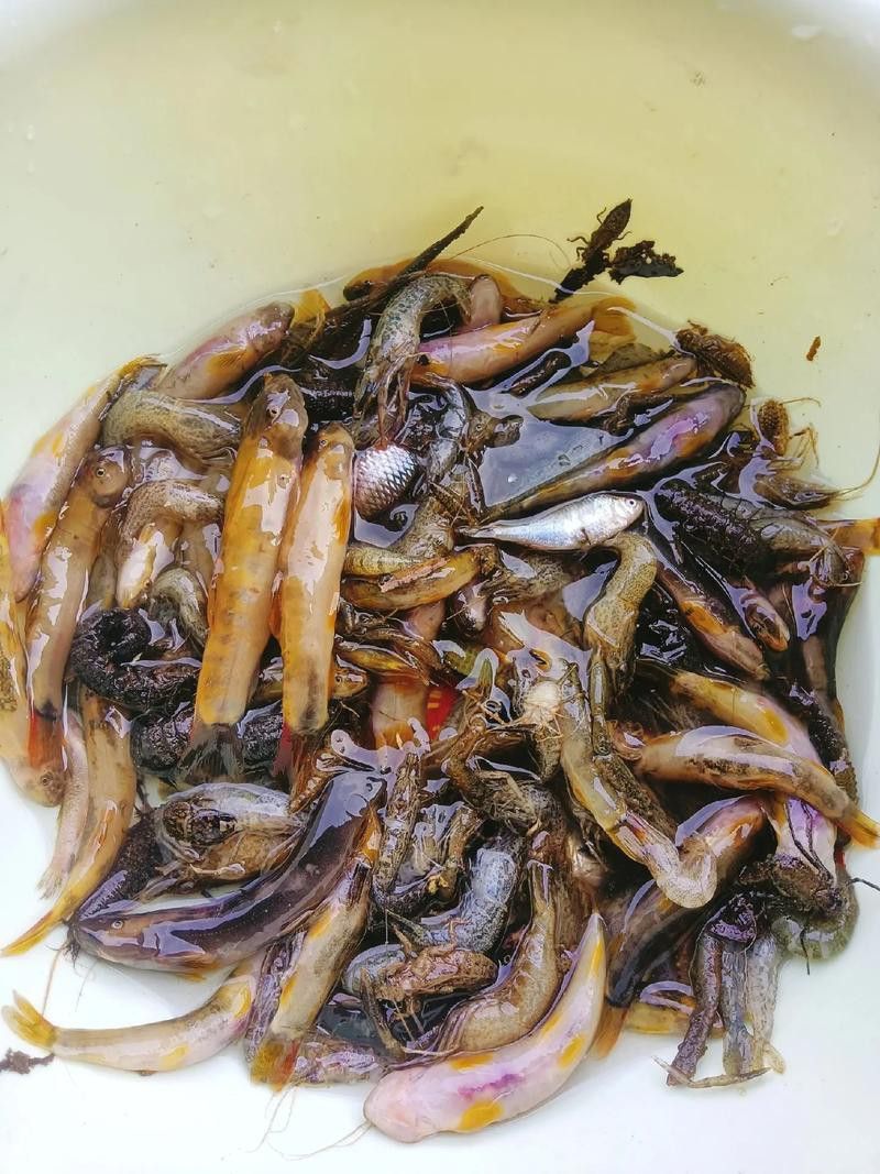 金龍魚吃什么的