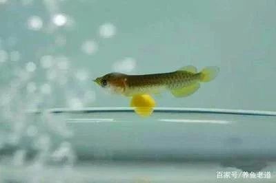 龍魚的長度是從哪里到哪里的：龍魚的長度是從吻端到尾鰭末端的直線長度是從哪里到哪里的