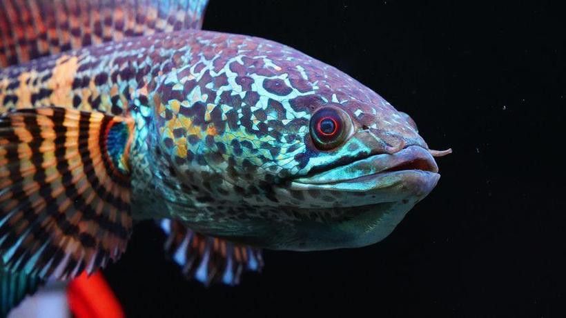 什么雷龍魚便宜好養(yǎng)活又好養(yǎng)