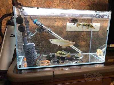 雷龍魚常見疾病及防治方法：如何判斷雷龍魚是否感染寄生蟲
