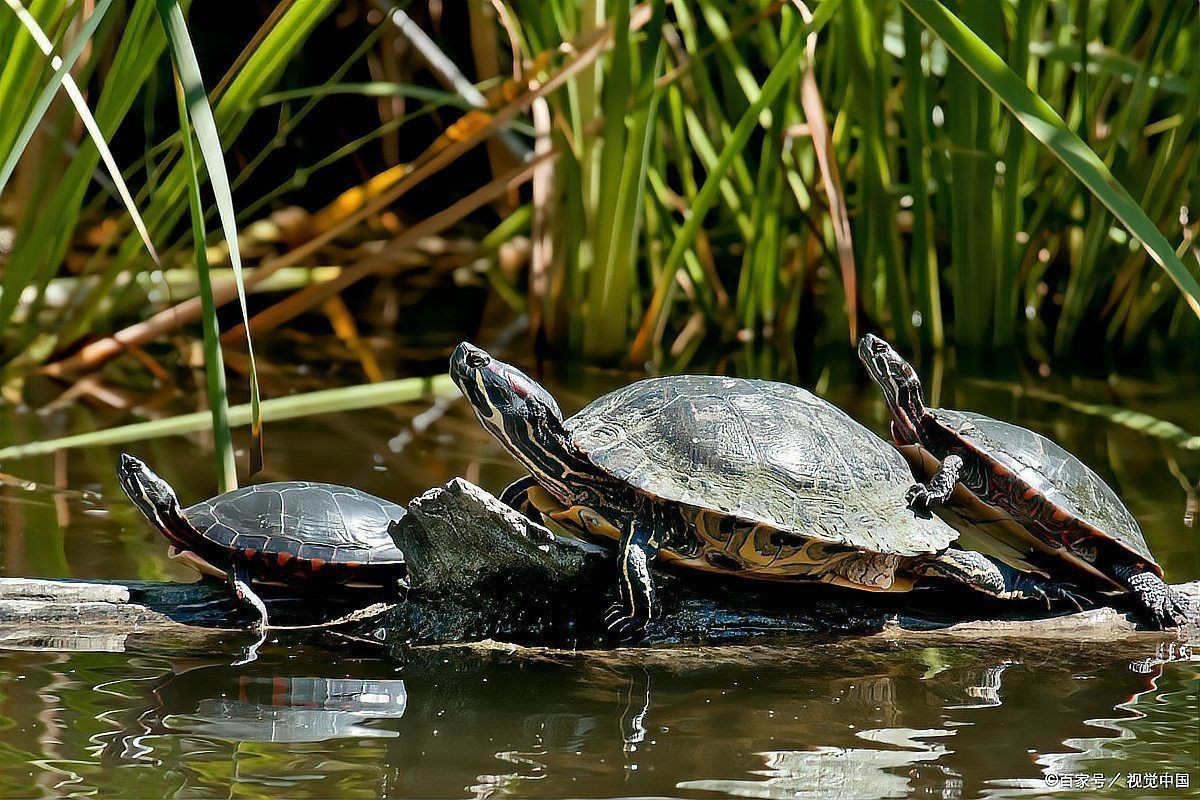 龜增色的飲食建議