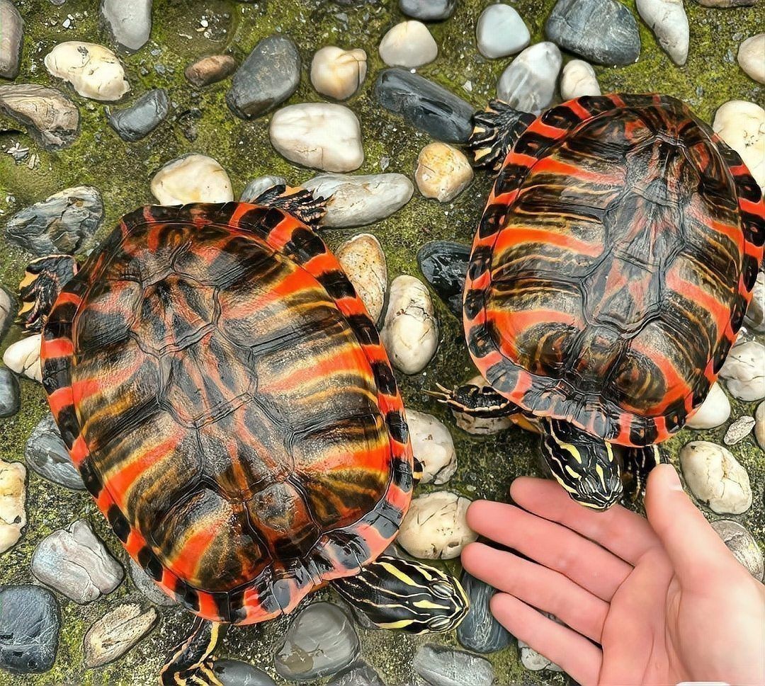 龜增色的飲食建議