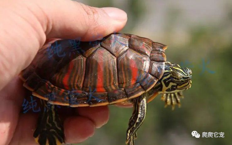 龜增色的飲食建議