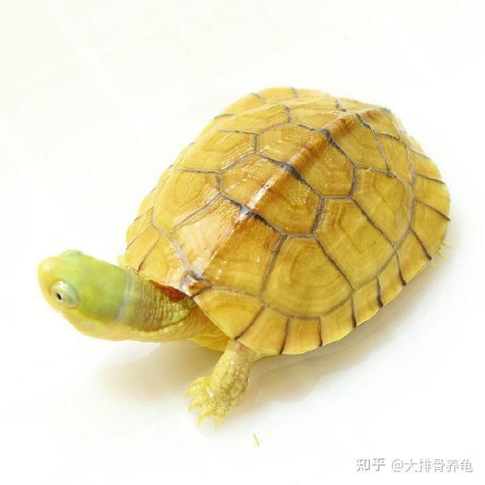 龜增色的飲食建議