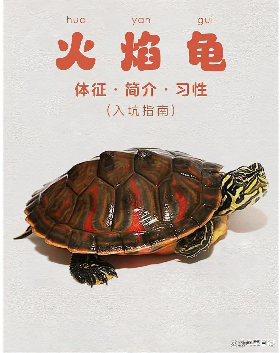 龜增色的飲食建議