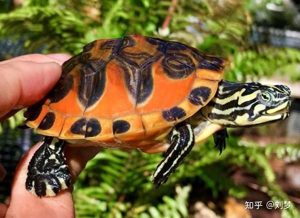 龜增色的飲食建議