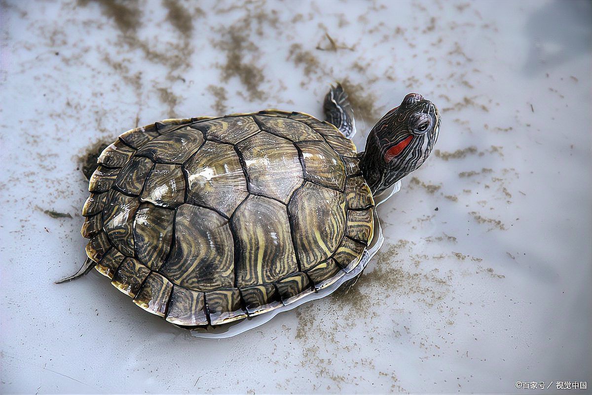 龜增色的飲食建議