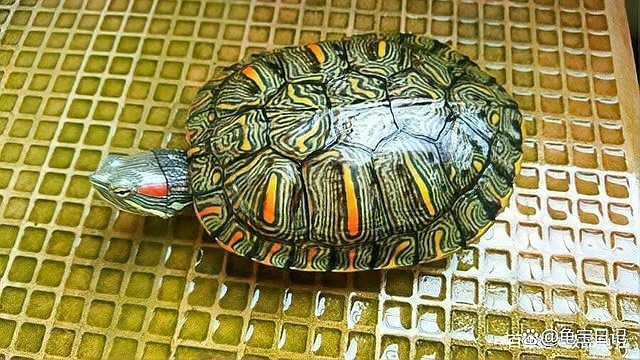 龜增色的飲食建議