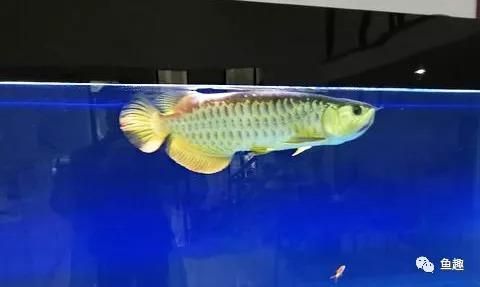 龍魚魚缸尺寸選擇的建議：龍魚魚缸多大合適合適：關于龍魚魚缸尺寸選擇的一些建議