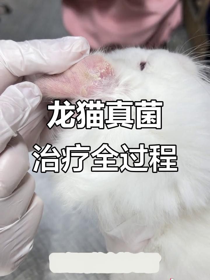 龍貓真菌感染如何治療