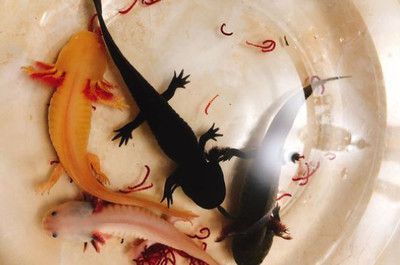 六角龍魚喂食技巧：六角龍魚的喂食技巧