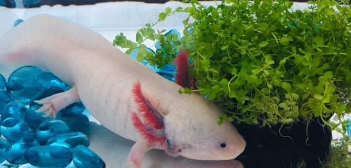 六角龍魚喂食技巧：六角龍魚的喂食技巧