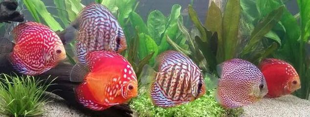 紅龍魚可以和七彩神仙魚混養(yǎng)嗎:紅龍魚可以和七彩神仙魚混養(yǎng)嗎,需要注意什么因素 龍魚百科 第2張 紅龍魚可以和七彩神仙魚混養(yǎng)嗎:紅龍魚可以和七彩神仙魚混養(yǎng)嗎,需要注意什么因素 紅龍魚可以和七彩神仙魚混養(yǎng)嗎:紅龍魚可以和七彩神仙魚混養(yǎng)嗎,需要注意什么因素 龍魚百科 第2張