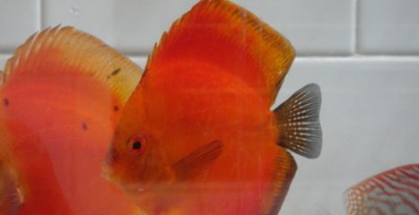 紅龍魚可以和七彩神仙魚混養(yǎng)嗎：紅龍魚可以和七彩神仙魚混養(yǎng)嗎，需要注意什么因素 紅龍魚可以和七彩神仙魚混養(yǎng)嗎：紅龍魚可以和七彩神仙魚混養(yǎng)嗎，需要注意什么因素 龍魚百科 第3張