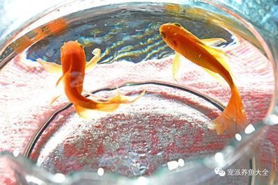 廣州百藝城祥龍魚場地址電話（紅眼火麒麟地圖魚）
