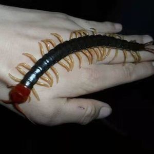 龍魚吃蜈蚣的好處：龍魚吃蜈蚣有什么好處？