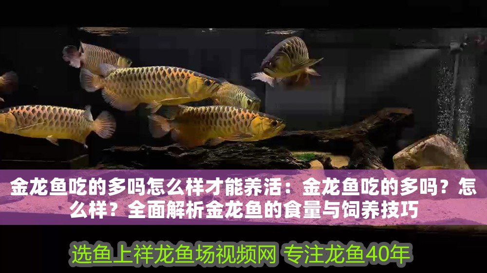 金龍魚吃的多嗎怎么樣才能養活：金龍魚吃的多嗎？怎么樣？全面解析金龍魚的食量與飼養技巧