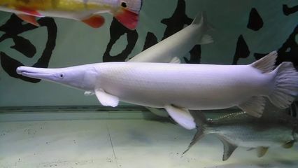 金龍魚吃的多嗎怎么樣才能養活：金龍魚吃的多嗎？怎么樣？全面解析金龍魚的食量與飼養技巧