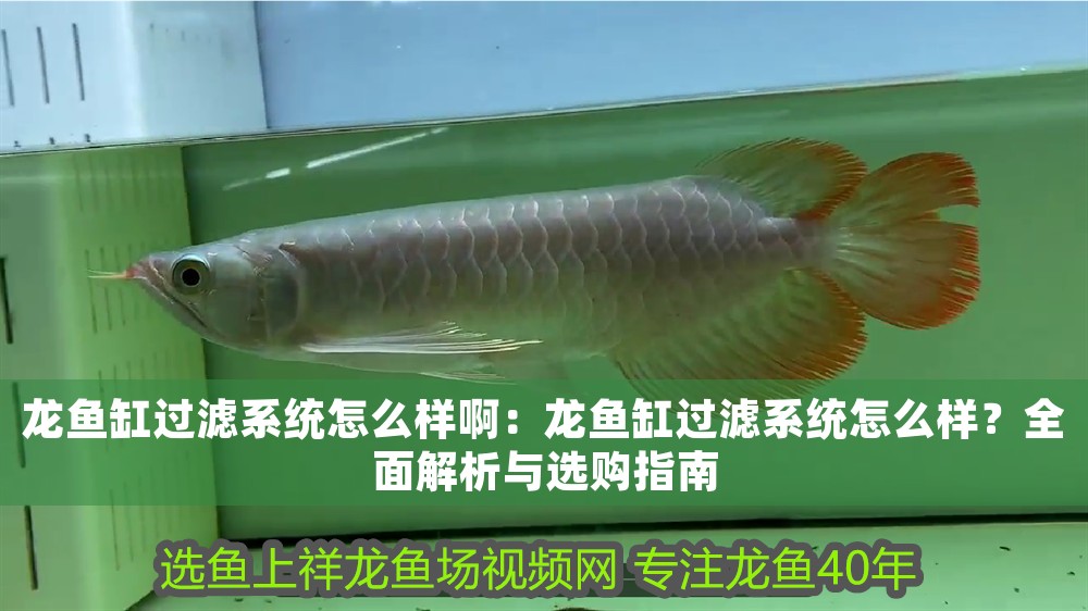 龍魚缸過濾系統(tǒng)怎么樣啊：龍魚缸過濾系統(tǒng)怎么樣？全面解析與選購(gòu)指南