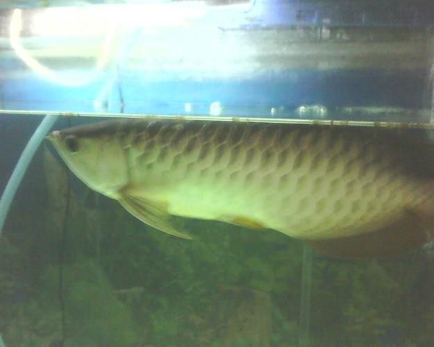 金龍魚觀賞魚品牌介紹