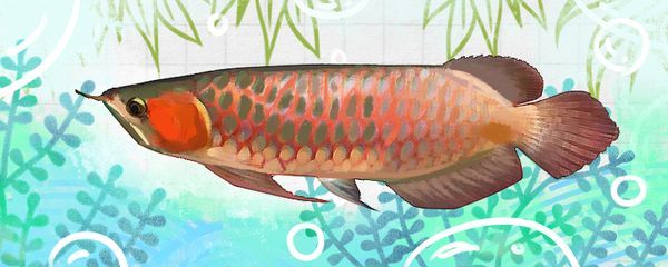 紅龍魚哪里的好養(yǎng)（紅龍魚怎么養(yǎng)360問答紅龍魚怎么養(yǎng)最好360問答）